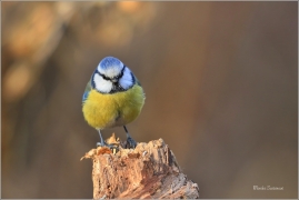 <p>SÝKORA MODŘINKA (Cyanistes caeruleus) ---- /Eurasian blue tit - Blaumeise/</p>